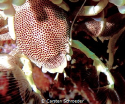 Porzellan crab by Carsten Schroeder 